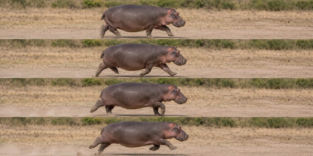同じカバが高速トロットし最後に四肢が地面を離れる連続像