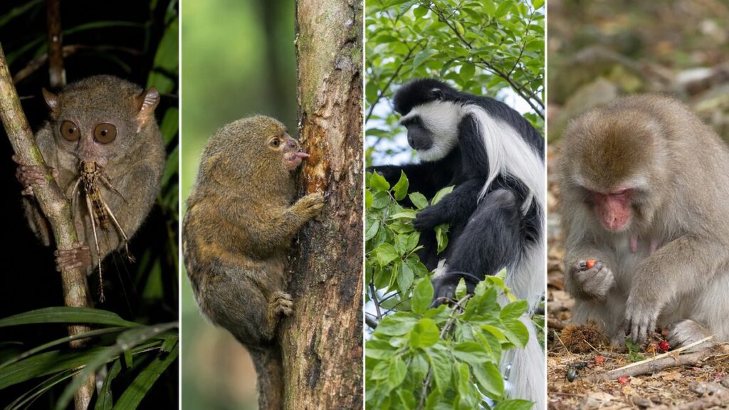 メガネザルの昆虫食、マーモセットの樹液食、コロブスの葉食、ニホンザルの雑食を比較した図