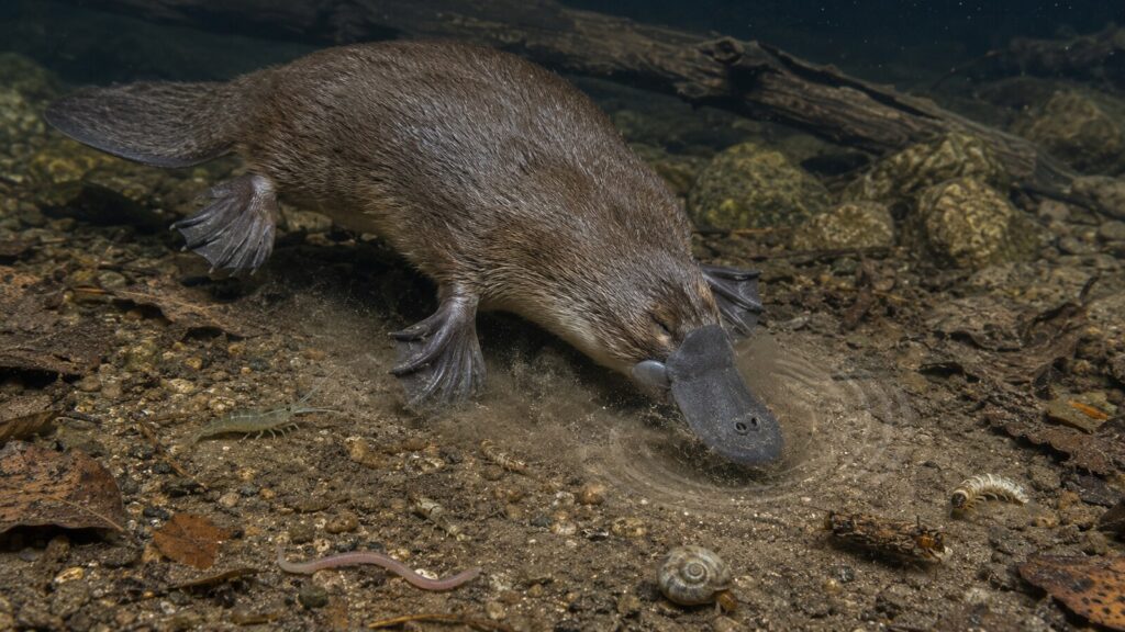 目と耳と鼻孔を閉じたカモノハシが川底で水生昆虫、エビ、ミミズ、貝を探す水中図