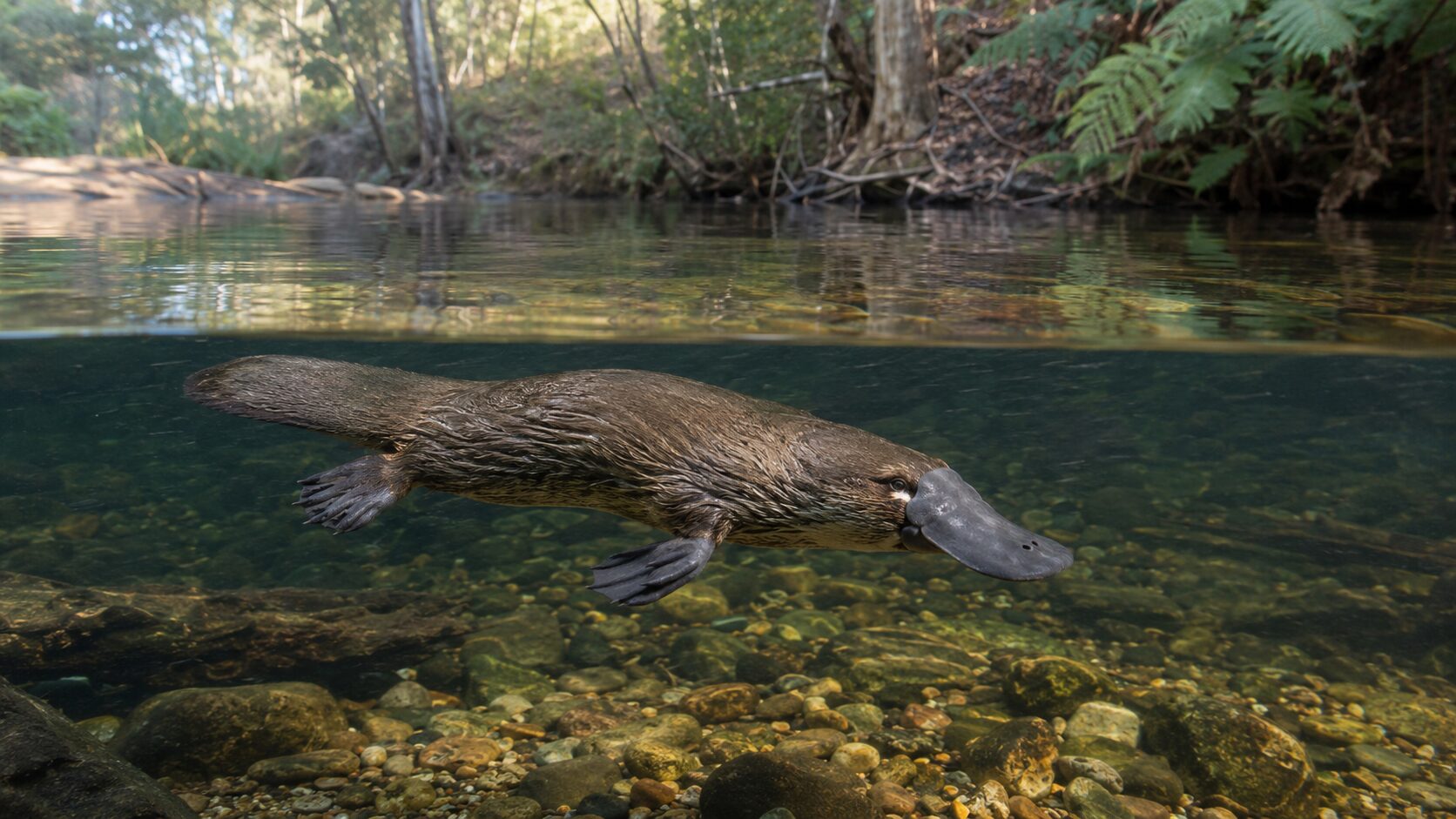 オーストラリアの川を泳ぐカモノハシの水中イメージ