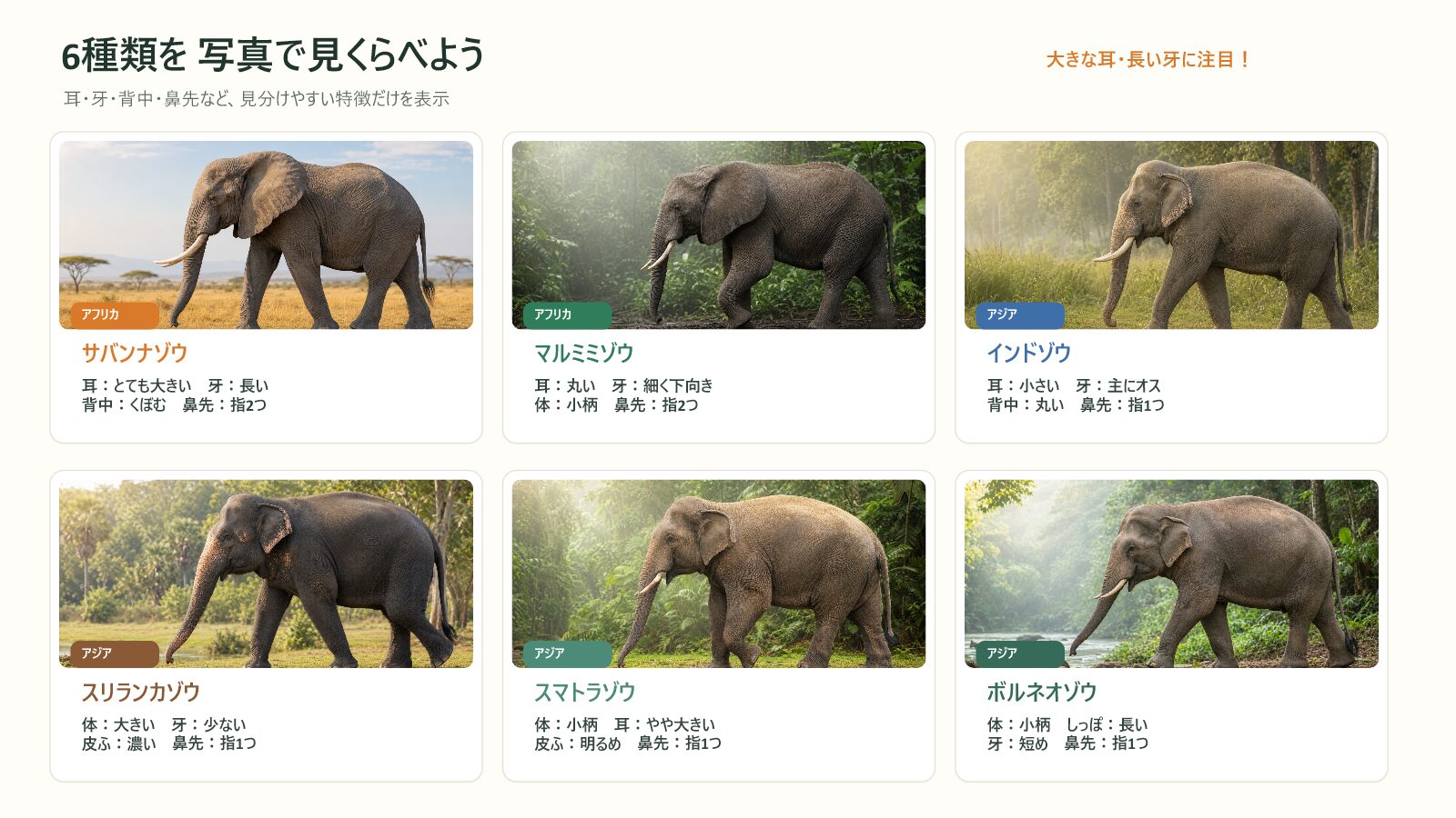 3種のゾウとアジアゾウ4亜種の耳、牙、背中、鼻先を比べる図
