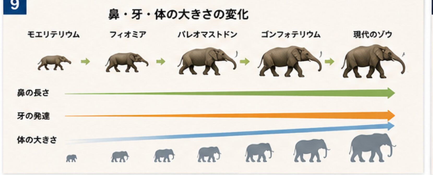 鼻・牙・体の大きさの変化を比べる図