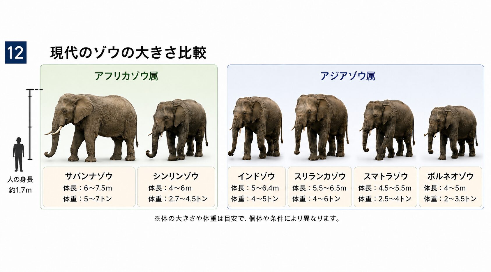 現代のゾウの仲間を人の大きさと比べた図